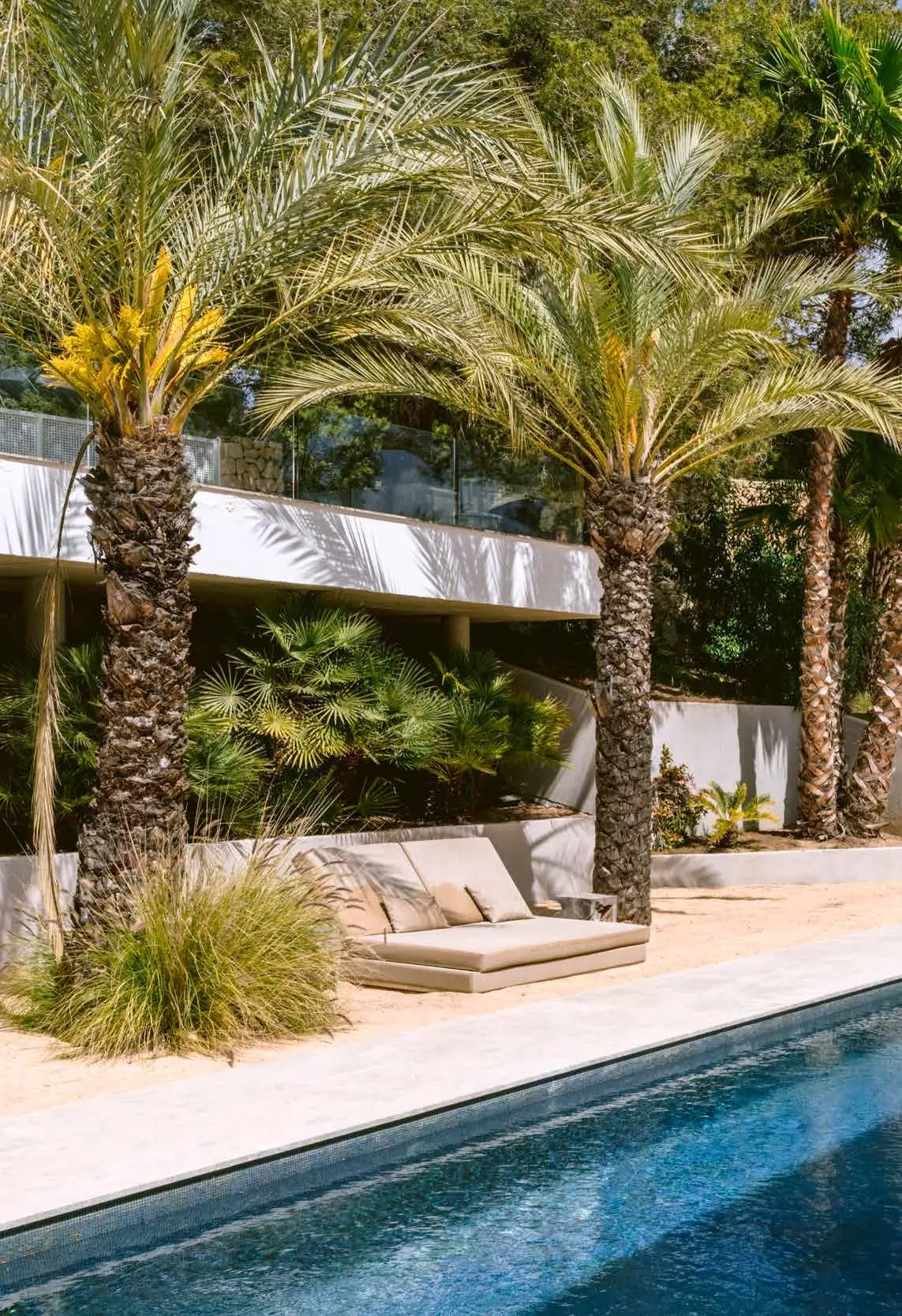 Palms and pool
